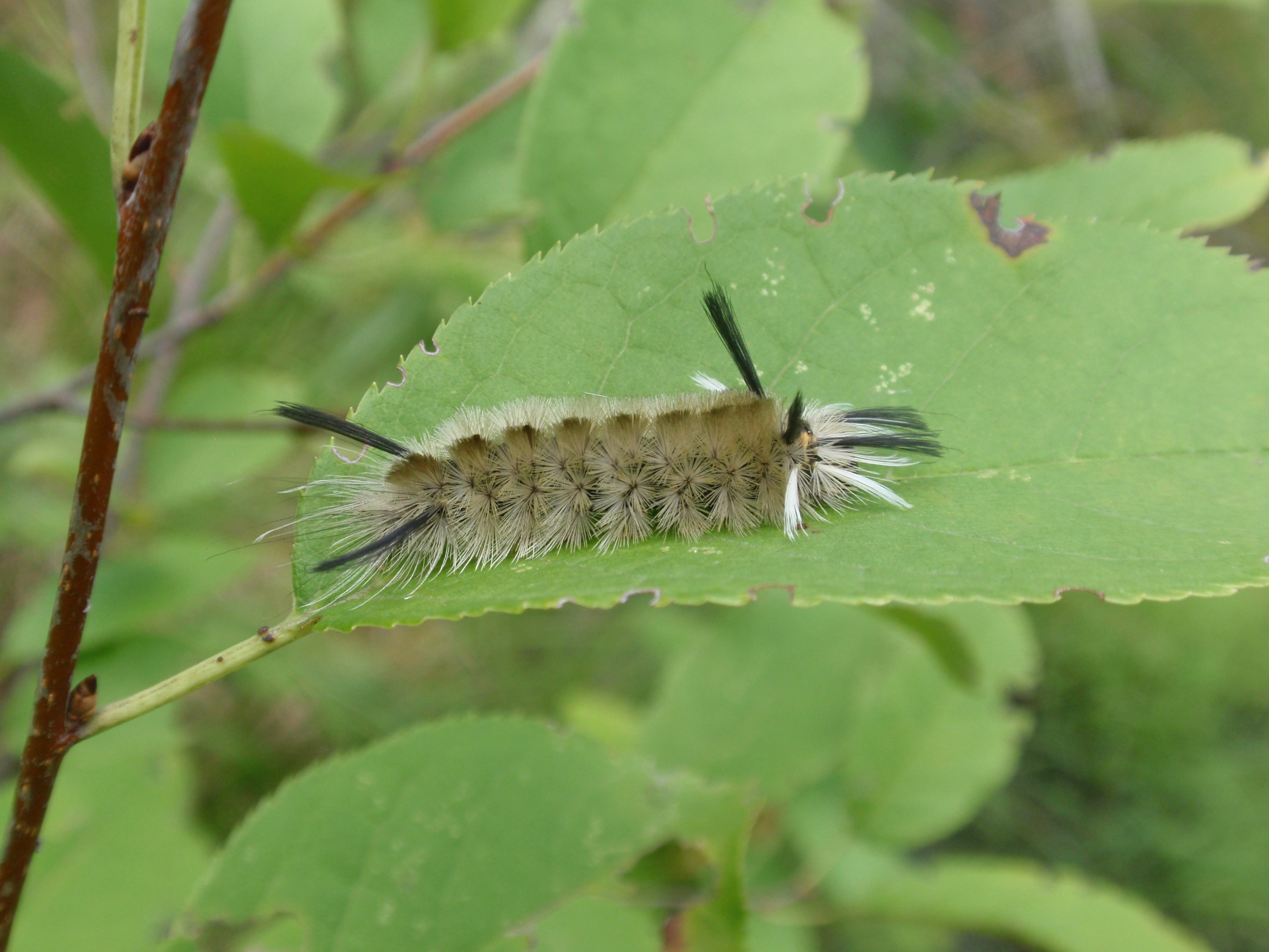 Banded tussock moth